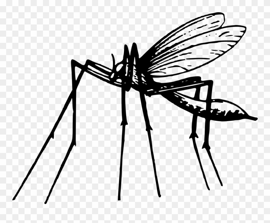 Mosquito - Portable Network Graphics Clipart