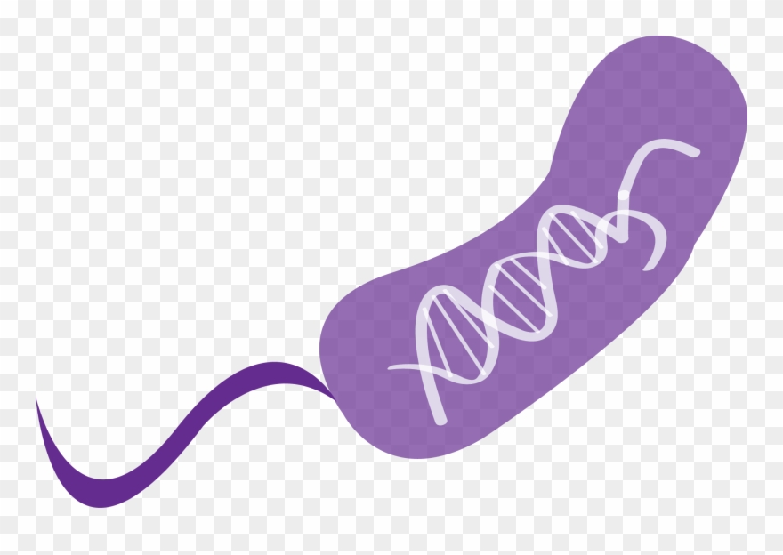 Scientists Discovered Crispr By Analyzing The Immune Clipart