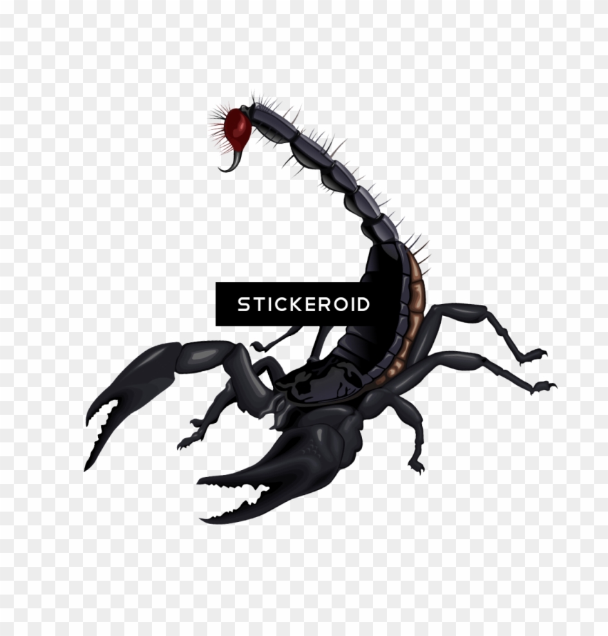 Scorpion Insects Scorpions - Png Scorpion Clipart