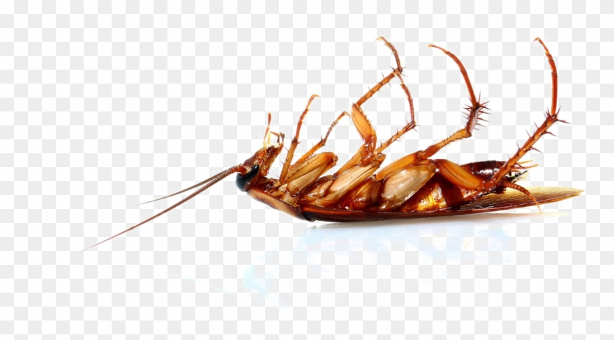 Cockroach Png Transparent Image - Cucaracha Muerta Patas Arriba Clipart