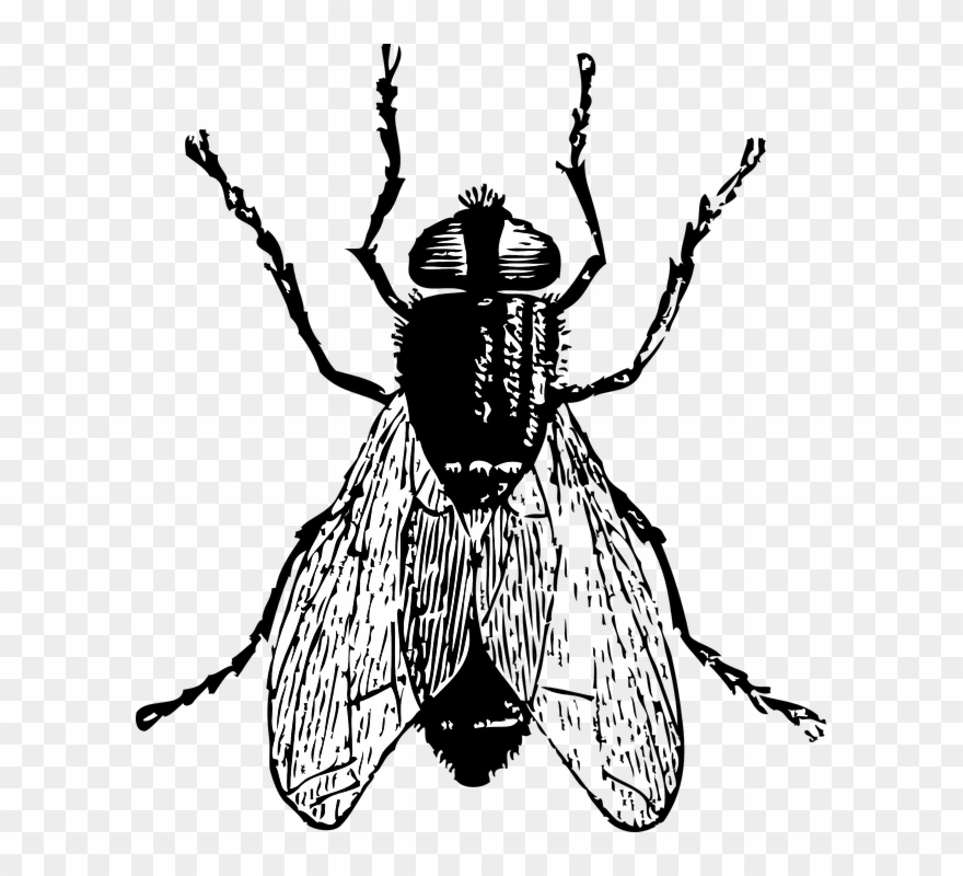 Black Horse Fly Png Clipart - Flies Black And White Transparent Png