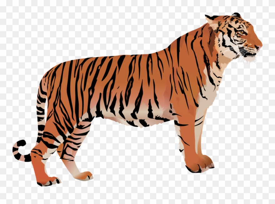 Banner Freeuse Library Image By Dannelboyz D F Nrs - Transparent Bengal Tiger Clipart