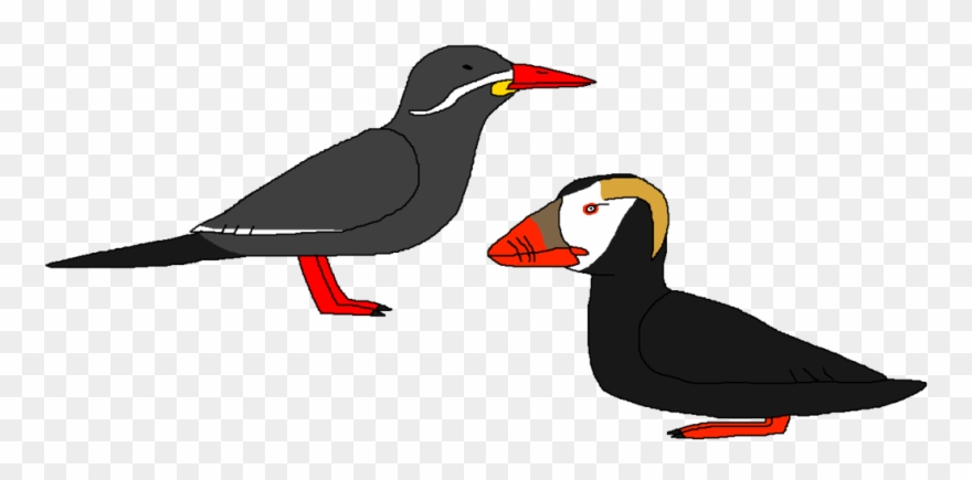 Seabirds With A Moustache - Seabird Clipart