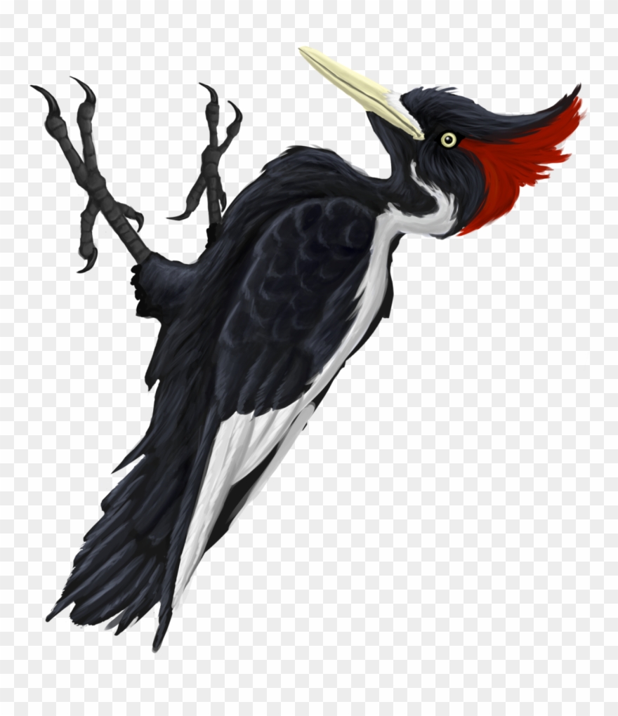 Ivory-billed Woodpecker Clipart