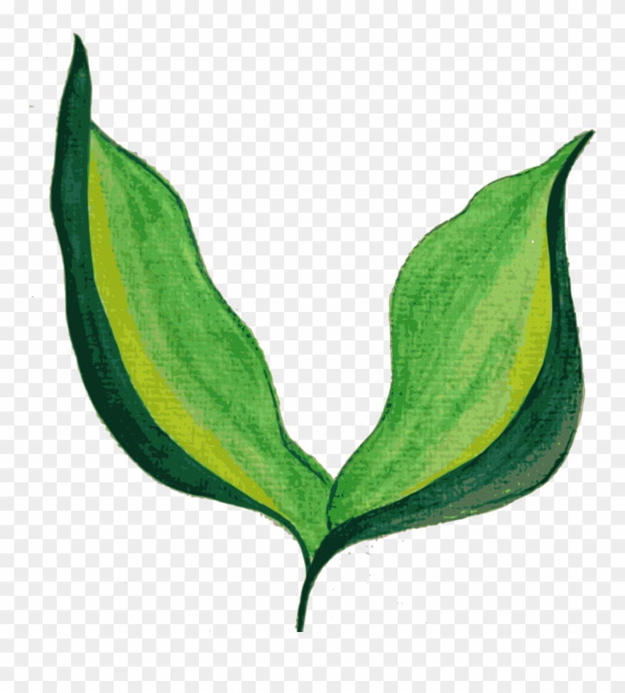 Painted Leaves , Background-devoid - Painted Leaf Transparent Background Clipart