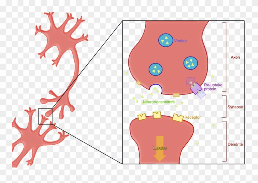 Topiramate Mechanism Of Action Clipart Neuron Neurotransmitter Lock