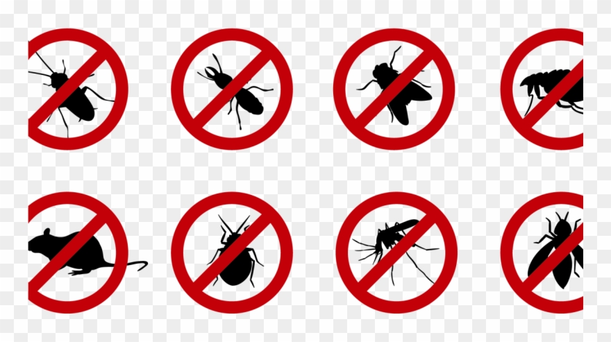 Getting Rid Of Flies From Pakistan Fly-repellents - Bug Zappers Cordless Rechargeable Bug Zapper Mosquito Clipart