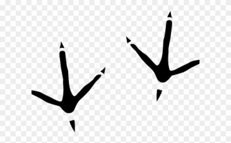 Footprint Clipart Bird - Bird Footprints - Png Download