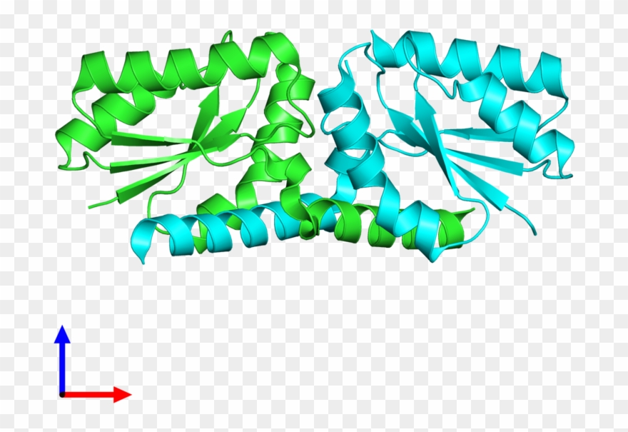 Pdb 3lyh Coloured By Chain And Viewed From The Front - Graphic Design Clipart