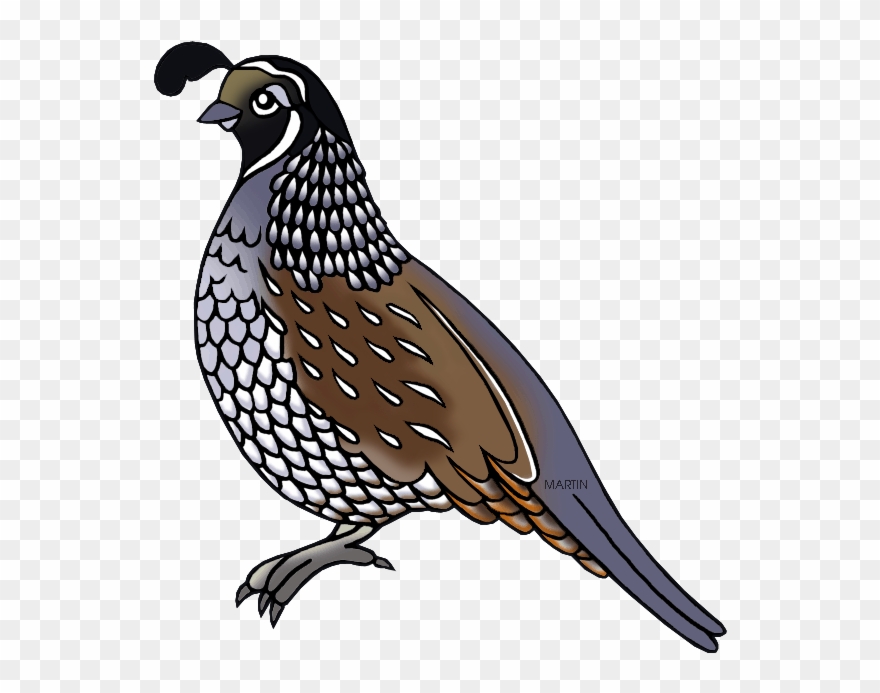 Tennessee State Game Bird - Bobwhite Tennessee State Bird Clipart