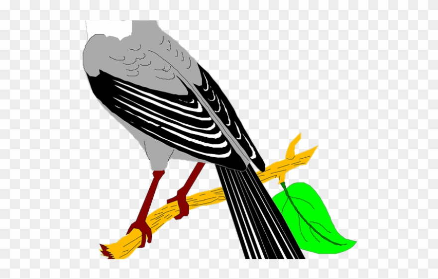 Mockingbird Clipart Quail - Imagenes De Cenzontle Animados - Png Download