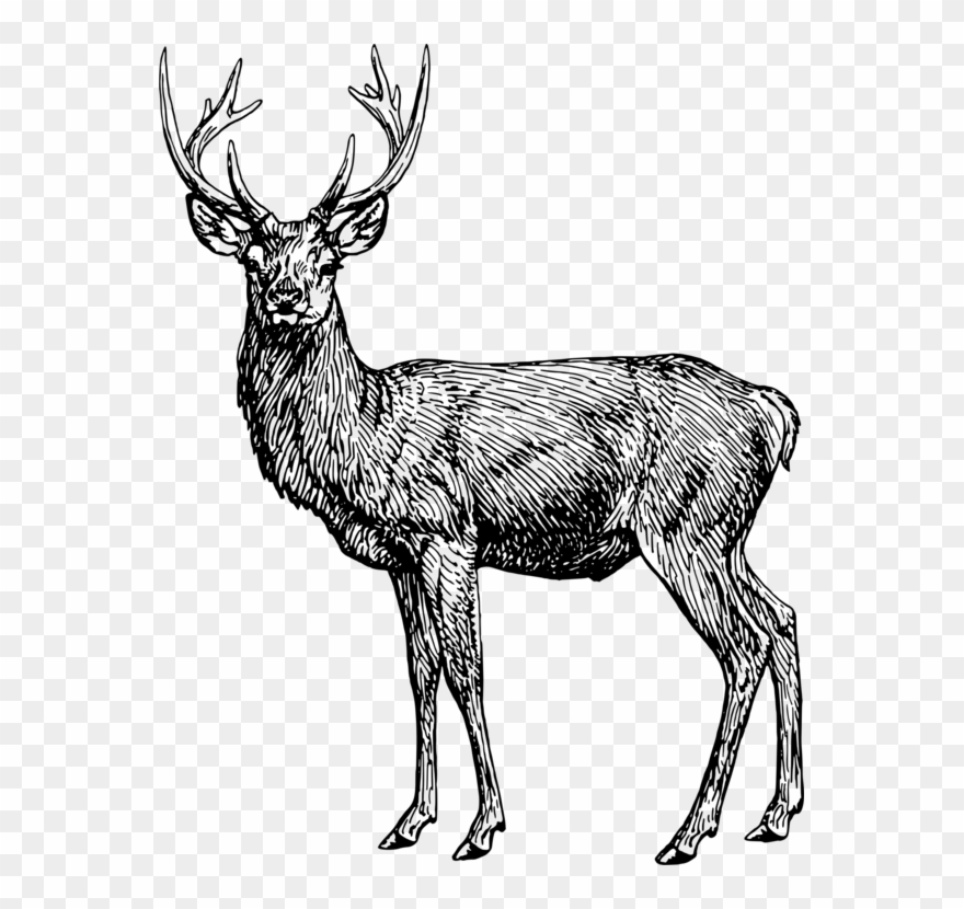 Reindeer Coloring Book Elk Ruminant - Coloring Book Clipart