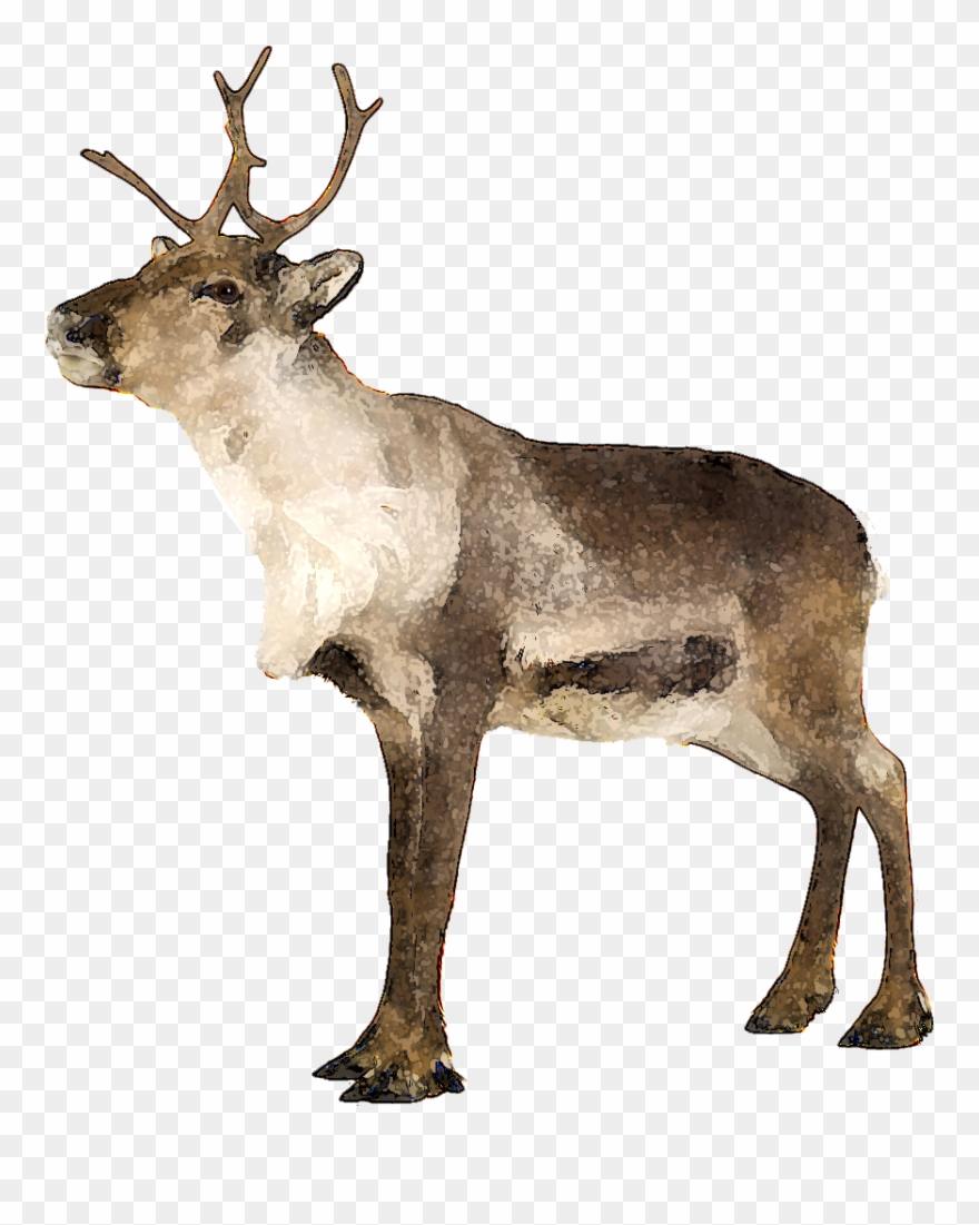 Elk Clipart Caribou - Teach Yourself Complete Norwegian - Png Download