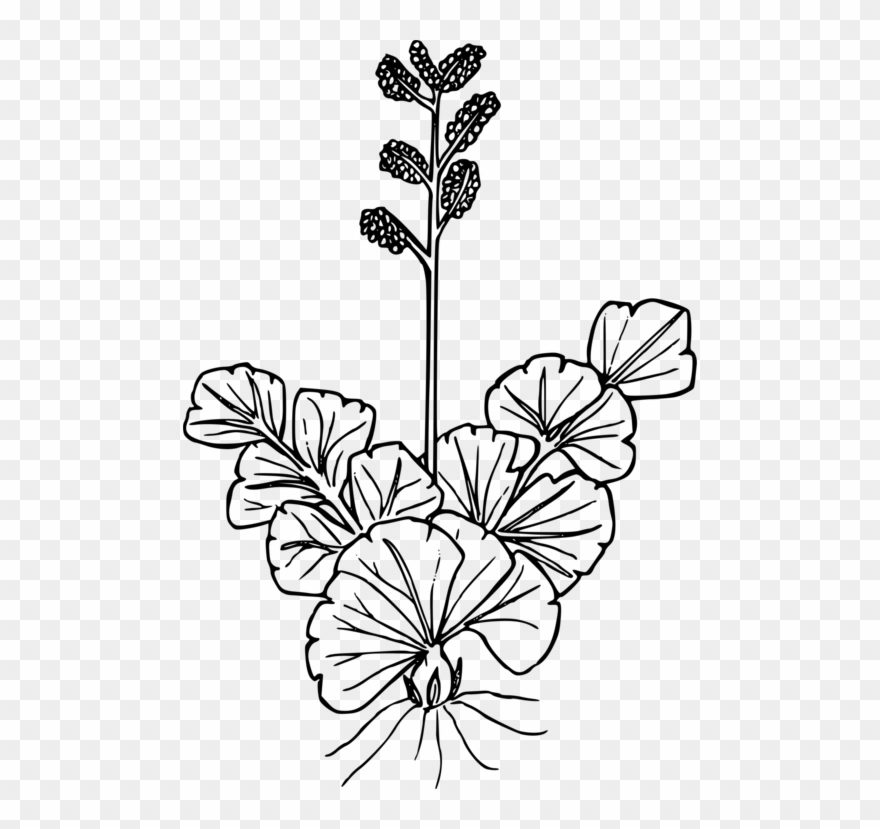 Line Art Drawing Wildflower Petal - Drawing Clipart