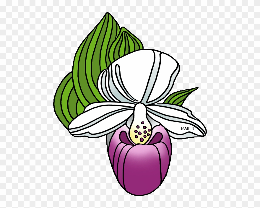 State Wildflower Of New Hampshire Clipart