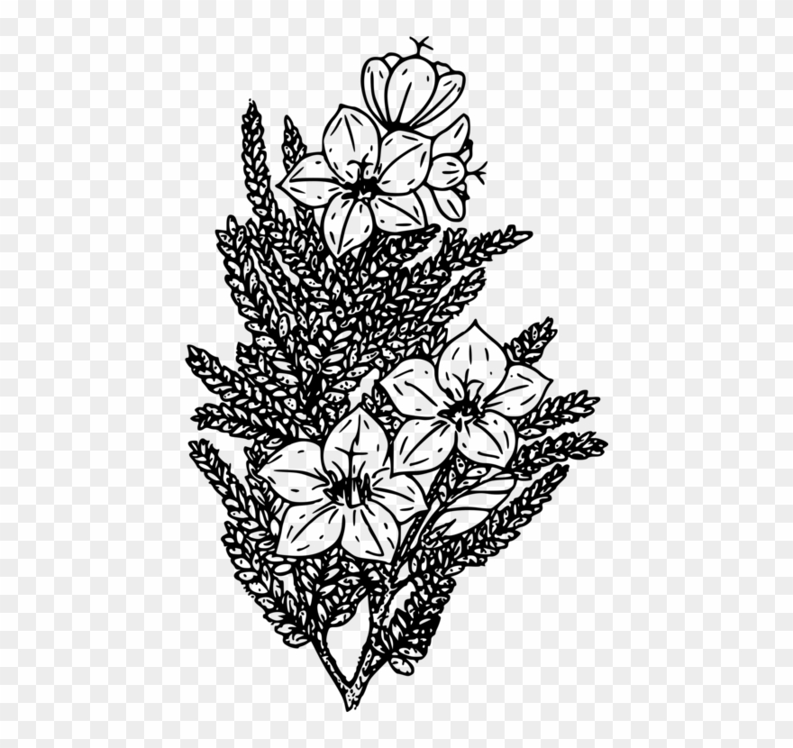 Wildflower Coloring Book Black And White - Best Gift - Alpine Skunk Bush Mens Premium Hoodie/t-shirt/mug Clipart