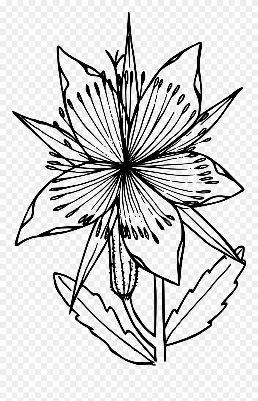 Big Image - Blazing Star Flower Drawing Clipart