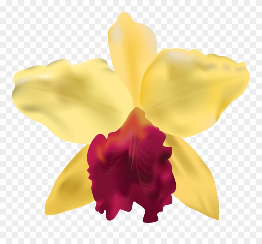 0, - Flower Clipart