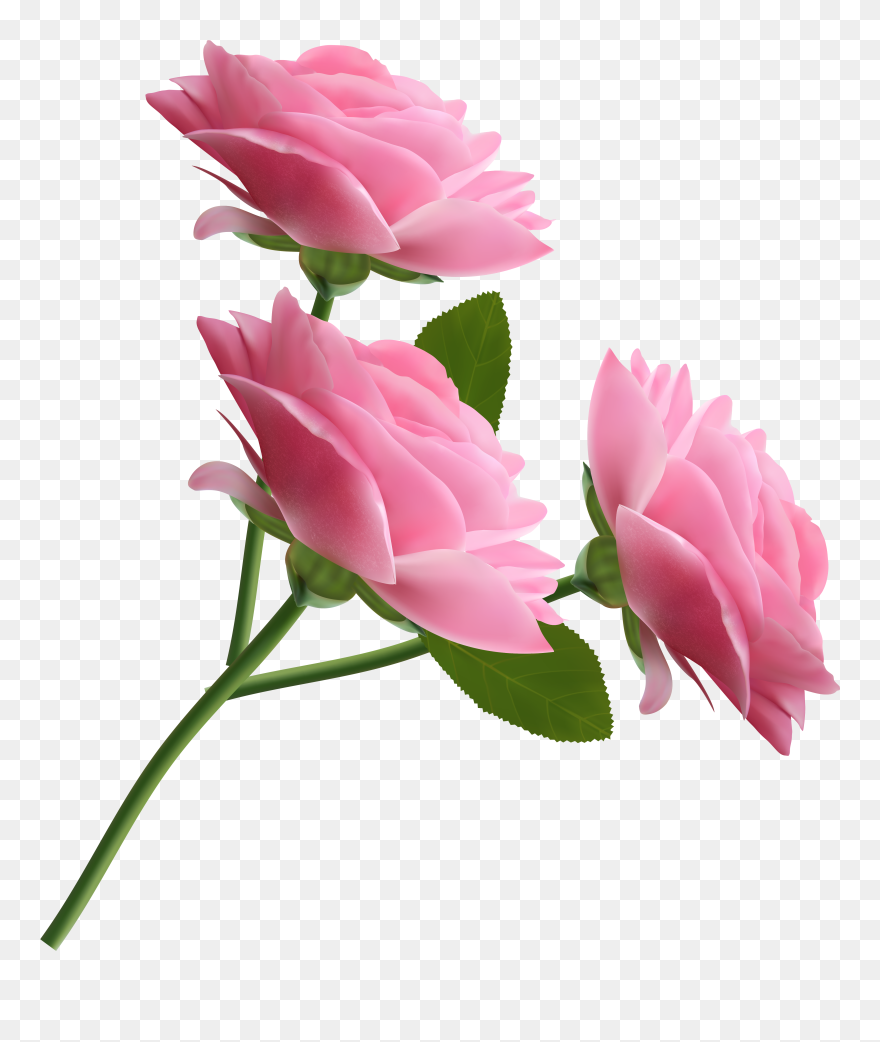 Playstation 3 Clipart Rose - Pink Roses Transparent Background - Png Download