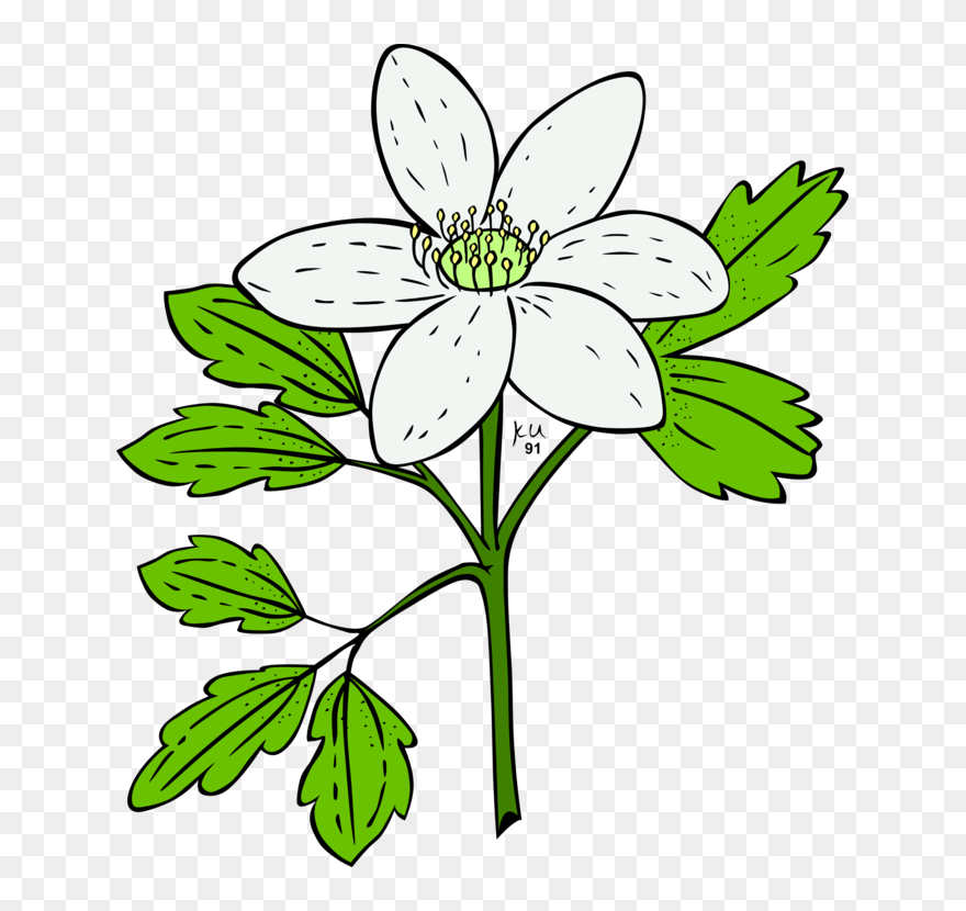 Anemoner Clipart - Png Download