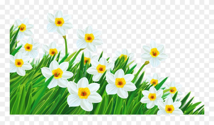 Download Daffodil Clipart Spring Break 2 Clip Art Free - Transparent