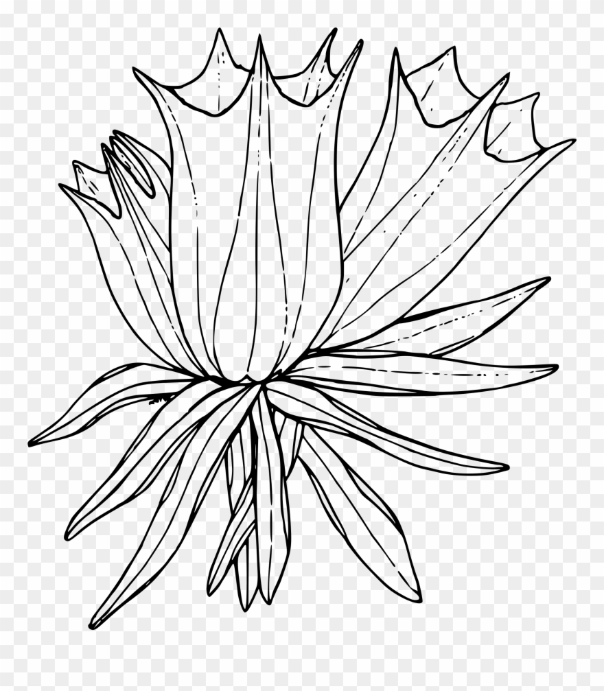 Arctic Flower Cliparts - Draw The Arctic Moss - Png Download