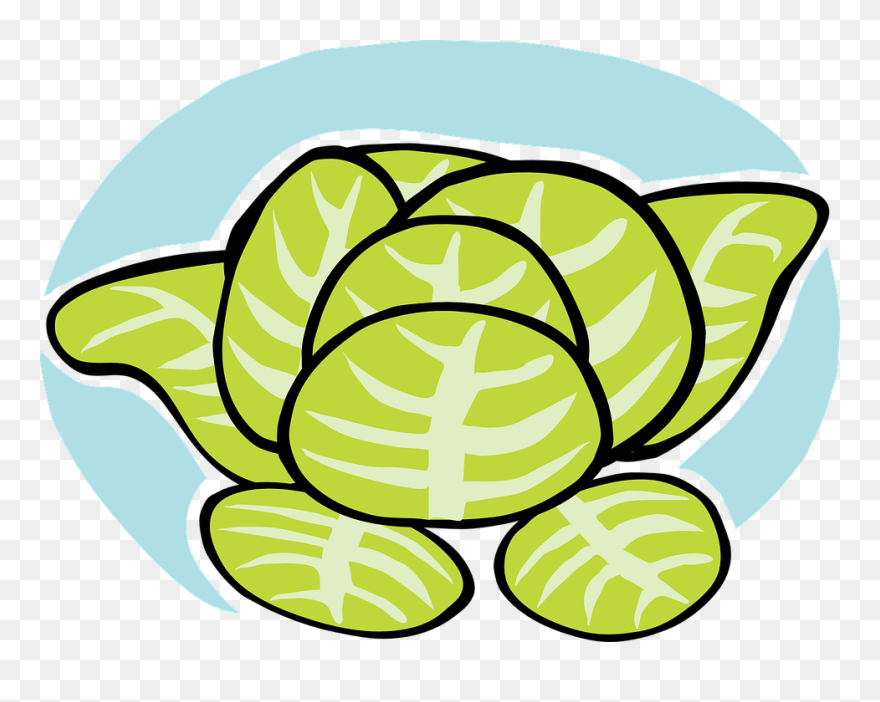 Iceberg Lettuce Clipart