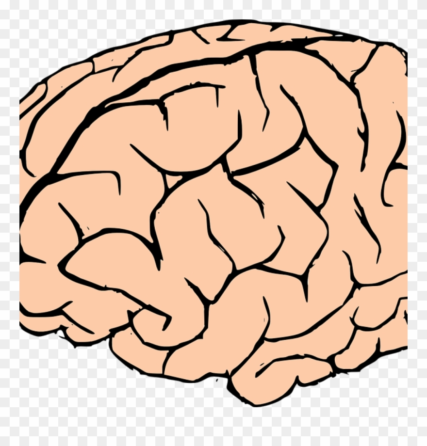 Brain Clipart Human Brain Clipart Brain Human Knowledge - Png Download