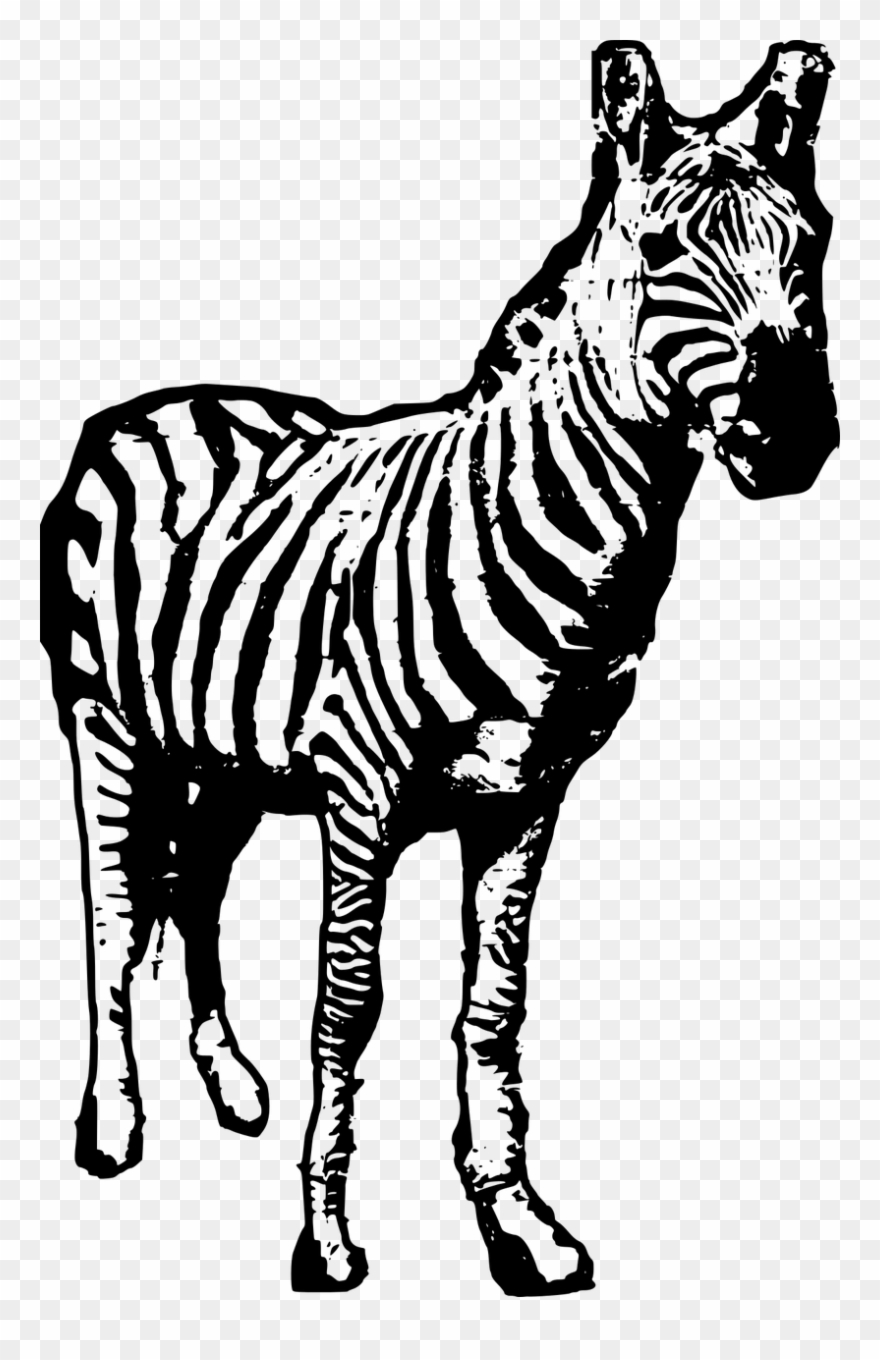 Animal Safari Zebra Zoo Png Image - Regarder De Zèbre Boucle De Ceinture Rectangulaire Clipart