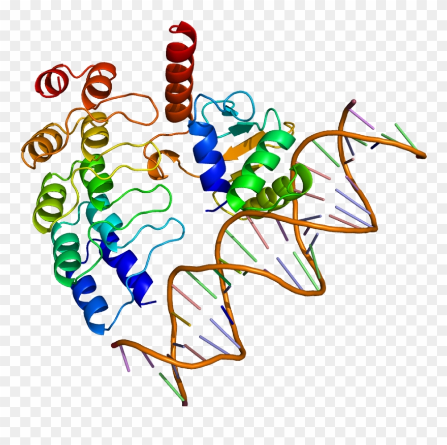 Nrf2 Protein Clipart