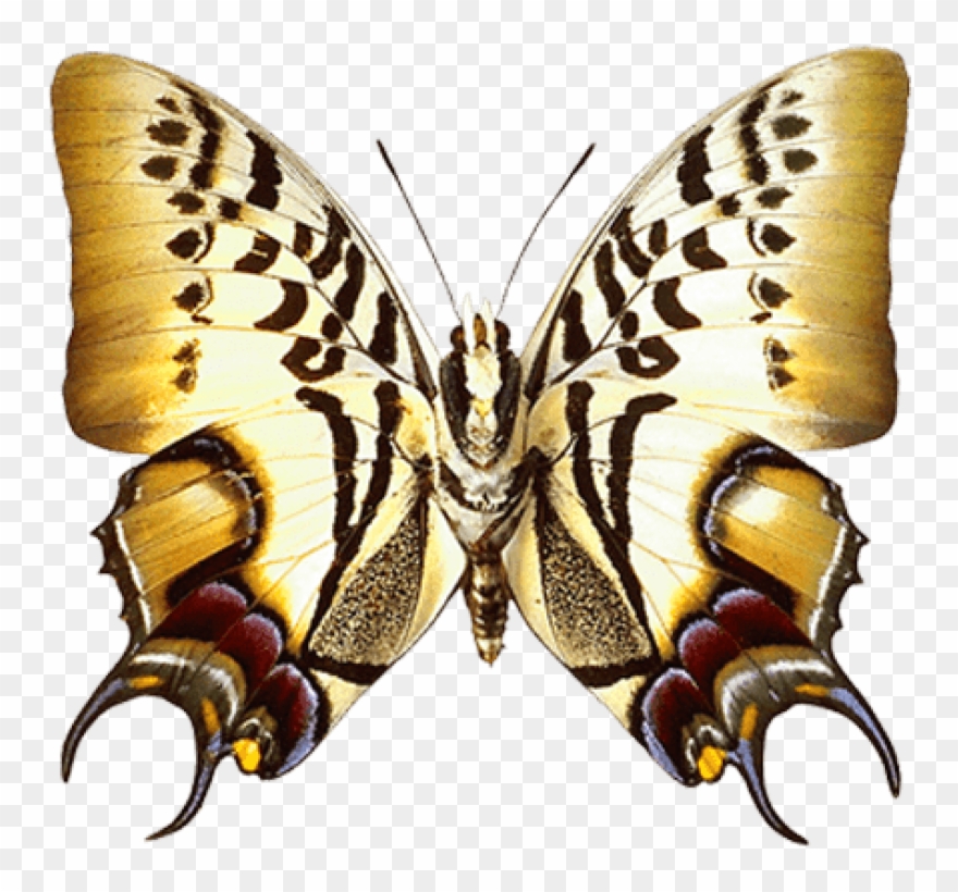 Download Real Butterfly Clipart Png Photo - Lepidoptera Transparent Png
