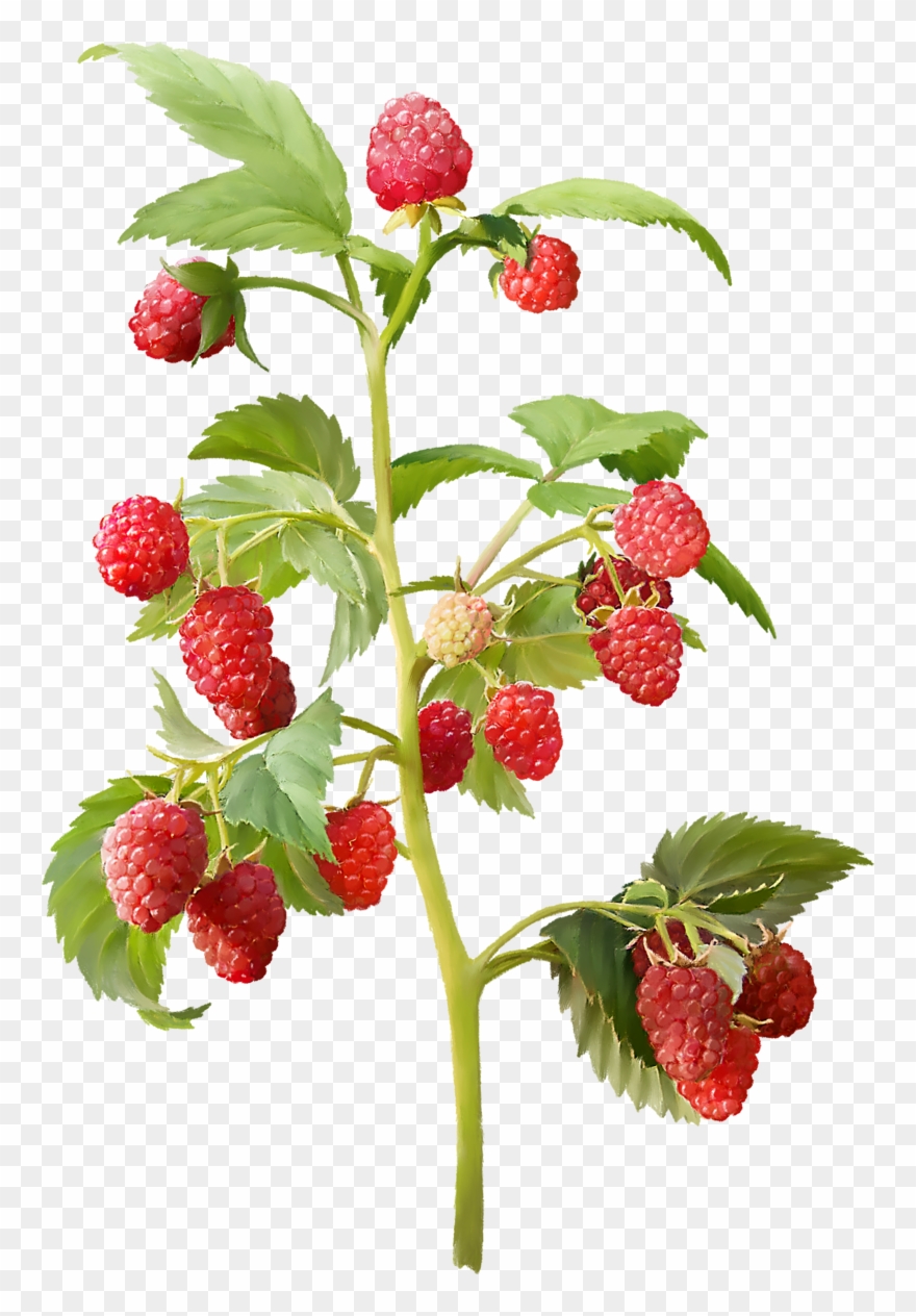Publicat De Eu Ciresica La - Raspberry Plant Png Clipart