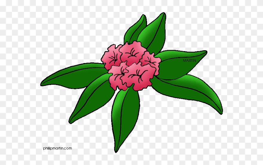 Download - West Virginia State Flower Drawing Clipart