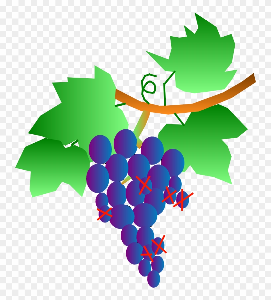 Cueillette Du Raisin - Grappe De Raisin Clipart