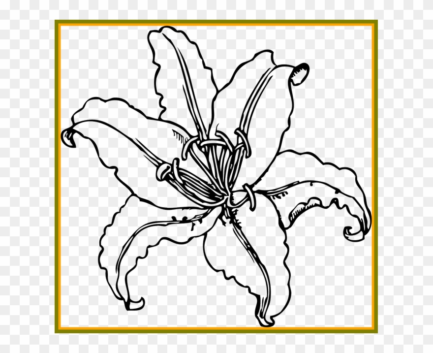 Ideas Of Lily Flower Outline For - Tiger Lily Black And White Clipart