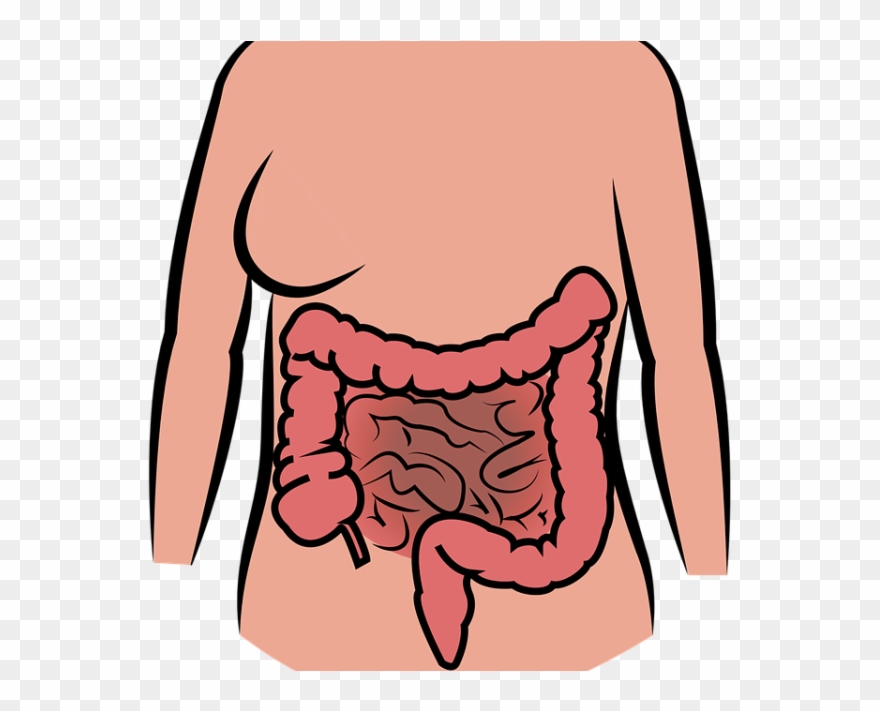 5 Complications Of Sibo Clipart