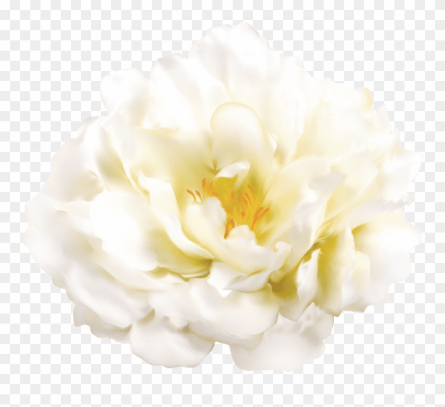 Free Png Download White Flower Transparent Png Images - Evergreen Rose Clipart