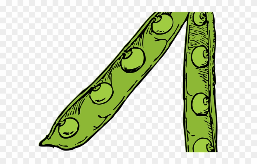 Pea Clipart Plant Producer - Pea Pod Drawing - Png Download