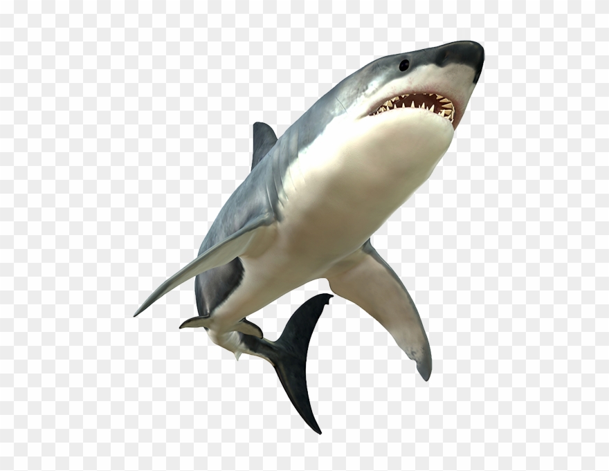 Great White Shark Clipart Transparent - Shark Png