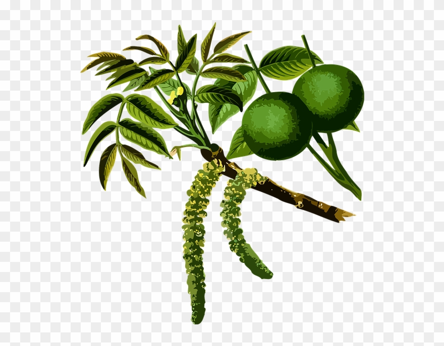 Trees Used In Medicine Clipart