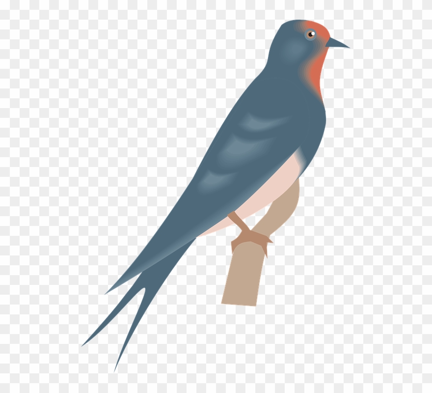 Swallow Clipart Real Bird - Clip Art - Png Download