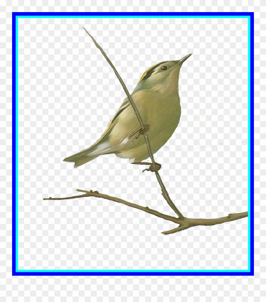 Clipart Birds Nightingale - Watercolor Painting - Png Download