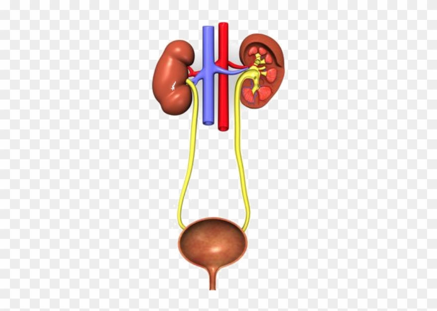 Urinary System Without Names Clipart