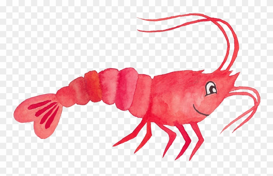 Animation Clipart Shrimp - Animation - Png Download