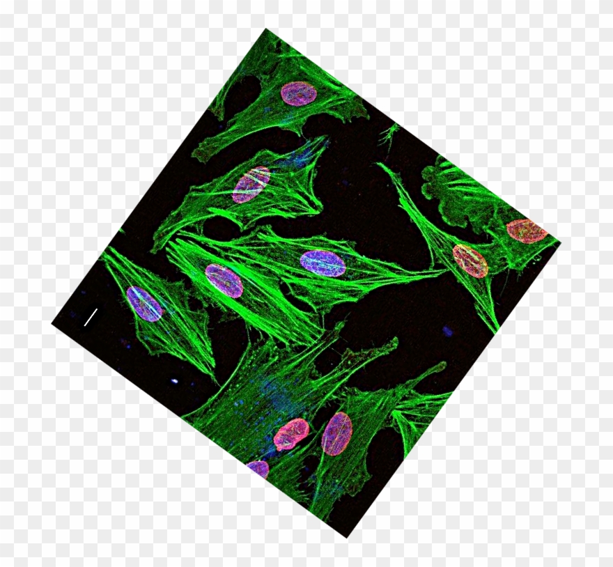 Of Pathology, Nci/nih, Usa - Motif Clipart