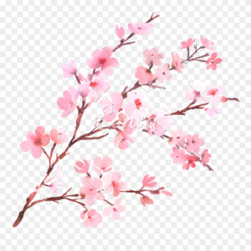 Clipart Png Download Cherry Blossom Free Png Transparent