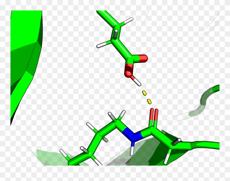 The Proton Of Glutamic Acid Hydrogen Bonds With The Clipart