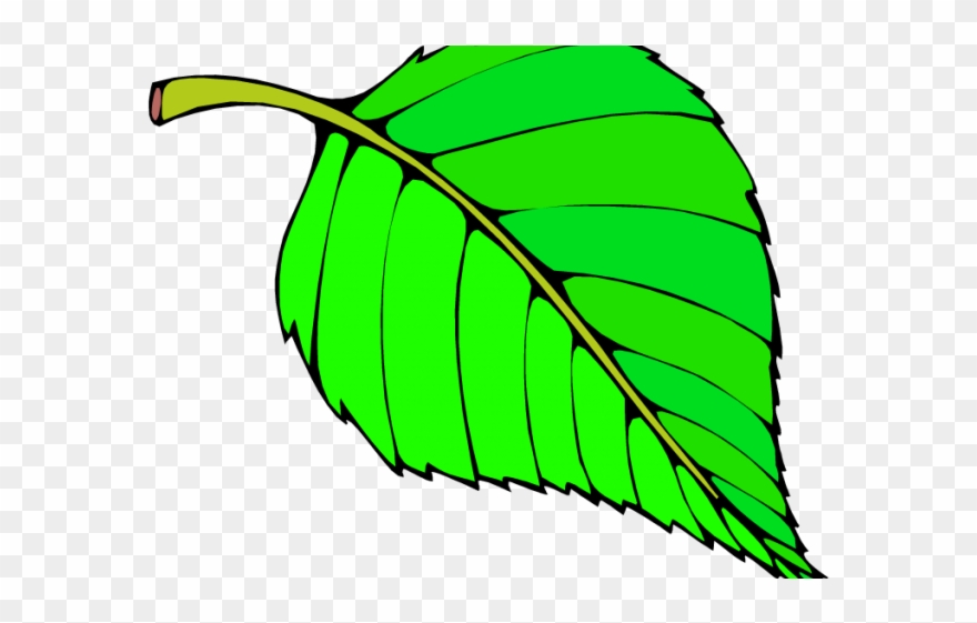 Green Leaves Clipart Long Leaf - Png Download