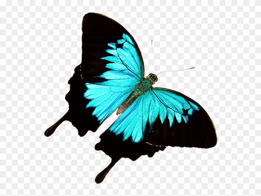 Free Download Butterfly World Â€“ Where 20,000 Exotic Clipart