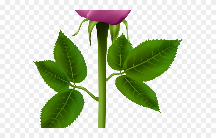 Purple Rose Clipart Detailed Flower - Png Download